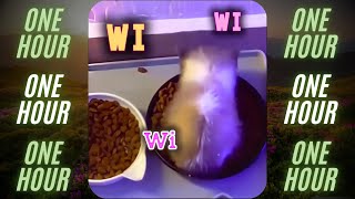 Download lagu wiwiwi cat [ 1 Hour 😼 ] mp3