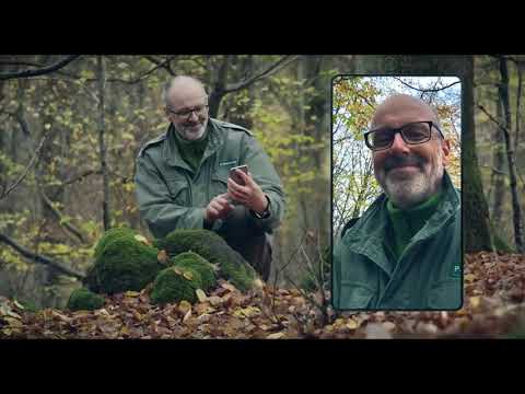 Das geheime Leben der Bäume
