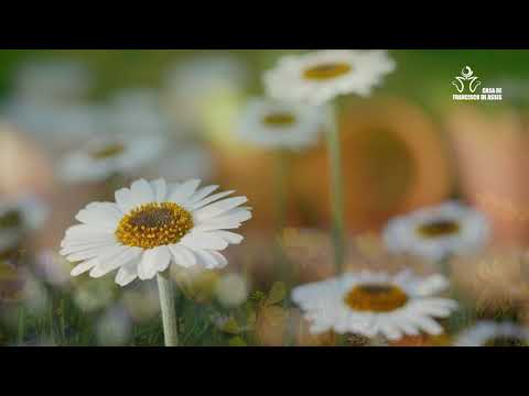 Evangelho Virtual do dia 29/07/2020