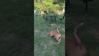 Video preview image #1 American Pit Bull Terrier-Unknown Mix Puppy For Sale in Milton, FL, USA