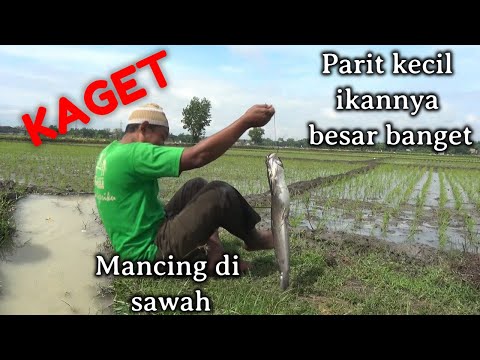 mancing-di-sawah-parit-kecil-kaget-dapet-ikan-babon-besar