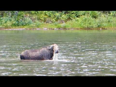 A Moose at Fishercap Lake