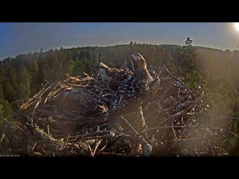 Osprey chicks (5-6 weeks after hatching) exercise their wings.
