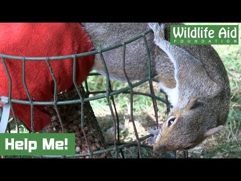 Trapped Squirrel Gets Rather Feisty