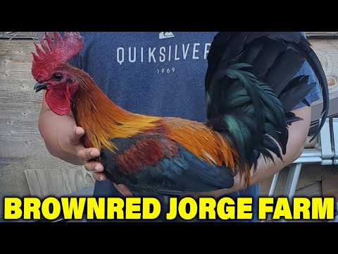 Beautiful Birds Brownred Roundhead - Jorge Farm Hawaii | Farm Visit