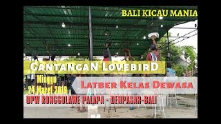 Download lagu GANTANGAN LOVEBIRD  KELAS DEWASA  dpw ronggolawe - Denpasar - Bali mp3