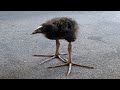 Try Not Laugh Impossible
