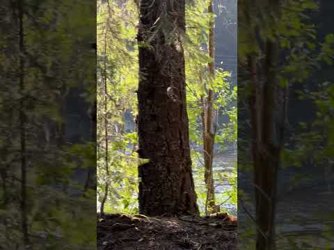 #nature #beautiful #relax