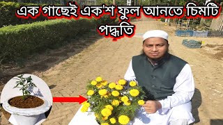 ফুল গাছে অধিক ফুল ধরানোর কৌশল