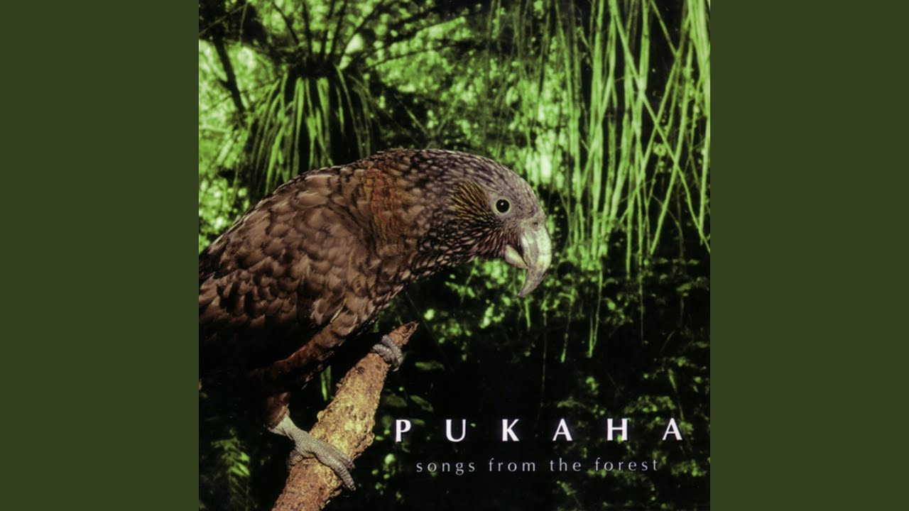 Listen  Pūkaha: Songs from the Forest