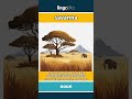 savanna - a wide, flat grassland with... video thumbnail
