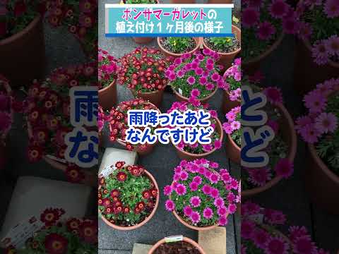 園芸 サントリーナ小ヒノキ、サントリーナグレー