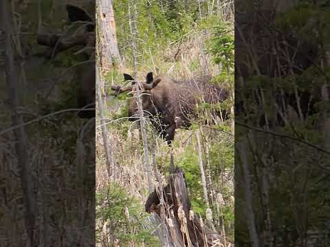 Moose part 2! #moose #michigan #upperpeninsula #yooper #up #subscribe #shorts #share #beautiful