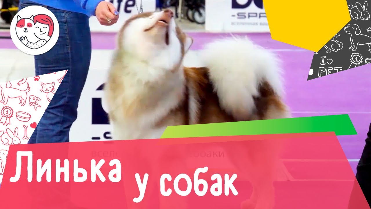 3 правила ухода за собакой во время линьки