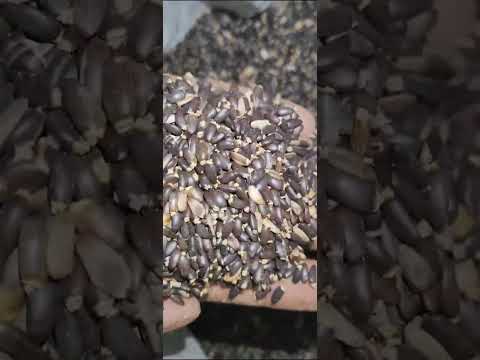 Silybum marianum seed milk thistle seed ., packaging type: b...