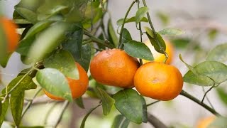 Netting a fruit tree in 5-minutes!