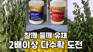 관행 보다 참깨는 2배이상 들깨와 유채는 50%이상 다수확하는 다조아골드와 플러스 시비법: 전화 문의 자연과…
