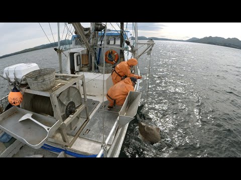 This Set was a Stinker! | Halibut Longlining