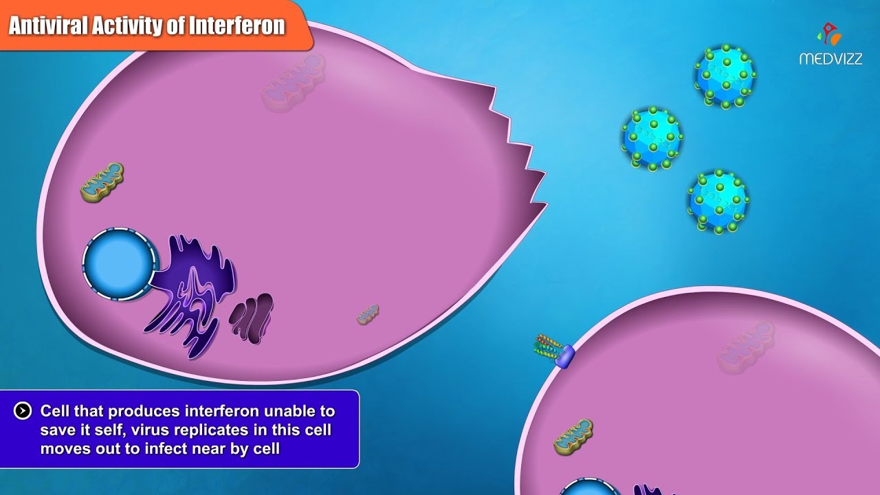 Antiviral Activities of Different Interferon Types and Subtypes - YouTube