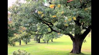 Tie A Yellow Ribbon&#39; Round The Old Oak Tree