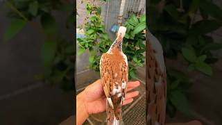 Dove pigeon or pigeon ka result ￼|| Dove pigeon, cross breed ￼.   #shortvideo #birds #dove #viral