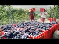 Modern Agricultural Technology - Cultivation And Harvesting Grapes In France