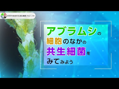 オシネブレルス・イノルナトゥスについて詳しく解説