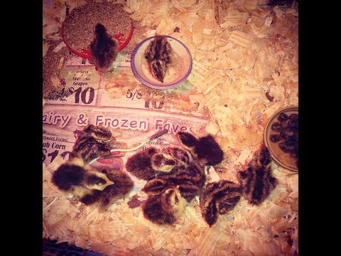 , title : 'How to Care For Day Old Quail Chicks! 5 Simple Steps!'
