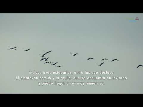 Birding Mlaga. Ver aves en la laguna de Fuente de Piedra