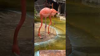 HAPPY FLAMINGO FEET DANCE!  #costamaya #flamingo #shorts #funny