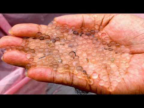 জাতীয় মৎস্য সপ্তাহ ২০২৫