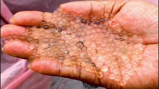 জাতীয় মৎস্য সপ্তাহ ২০২৫