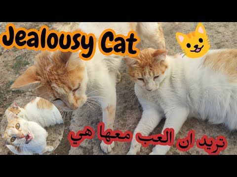 غيرة القطة من اختها 😂 jealousy cat 🙀