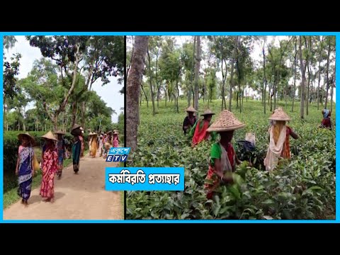 প্রধানমন্ত্রীর আশ্বাসে চা শ্রমিকদের কর্মবিরতি প্রত্যাহার