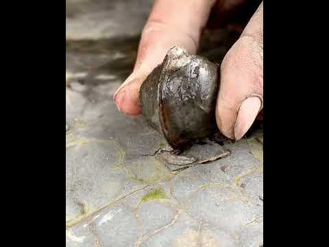 Tiny GOLDEN Ammonite Opened! 🤯 #shorts #beach