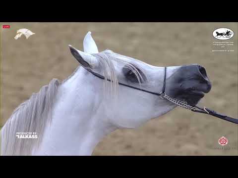 N 217 FATTAM AL NASSER   9th Qatar National AHS for Individual Owners   Mares 7 10 Years Old Class 8