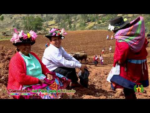 SIEMBRA DE MAIZ EN PERÚ CHURCAMPA PAUCARBAMBA HVCA