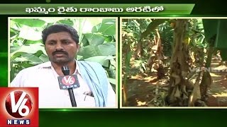 Sagubadi | Banana Farming Techniques | Horticulture Crop - V6 News