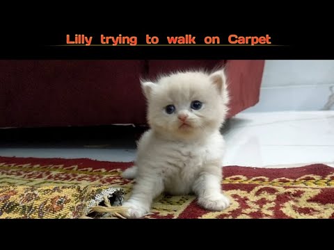 Little Lilly trying to walk😍