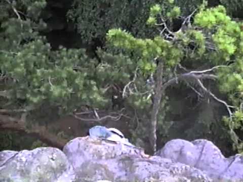 Pietrele Muierii 1995 #3