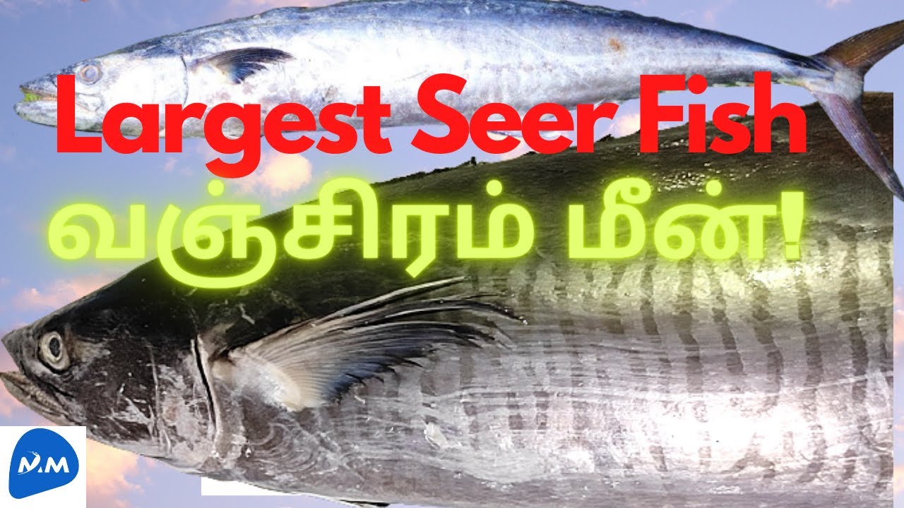 Health Benefits of King Fish | Largest Seer Fish | Vanjaram Fish | Tamil | Master Mano | MM | V147