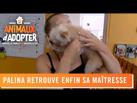 Palina, the young Yorkshire terrier who got lost, finds her owner - Animals for Adoption