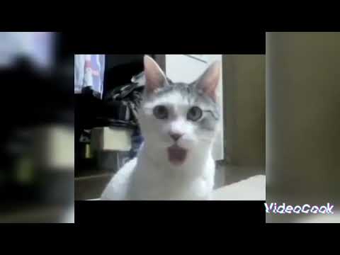 it vs mushu😂😂😂👍laybosing