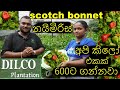 නයිමිරිස් වගාව Scotch Bonnet Nayimiris සාර්තකව නයිම�