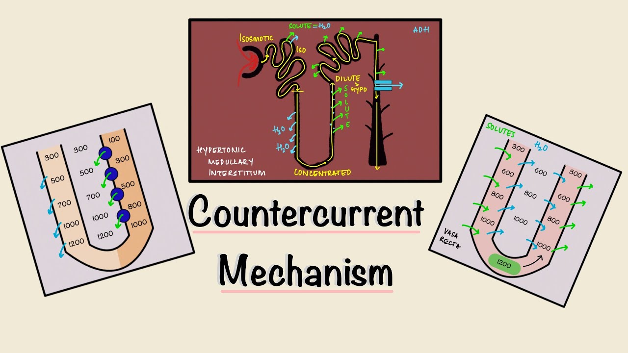 Countercurrent Mechanism | Loop of Henle | Concentration of urine | Renal Physiology