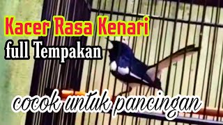 Download lagu Kacer Isian Kenari full tembakan|| masteran Kacer paling di cari || mp3