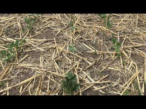 #DirektsaatVlog 13: Zwischenfrüchte in Biostriptill 8.8.2018
