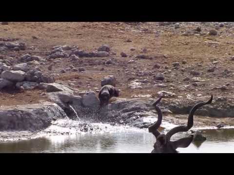 Honey badger comes to the waterhole!