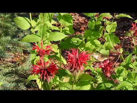 Broad-tailed Hummingbird, Grand Lake, CO