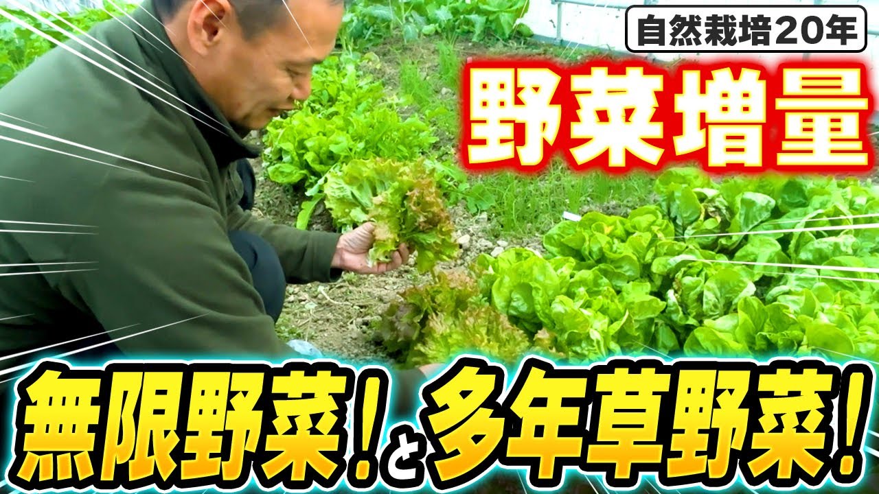 【自然栽培413】収穫増量!無限に野菜をとり続けよう!